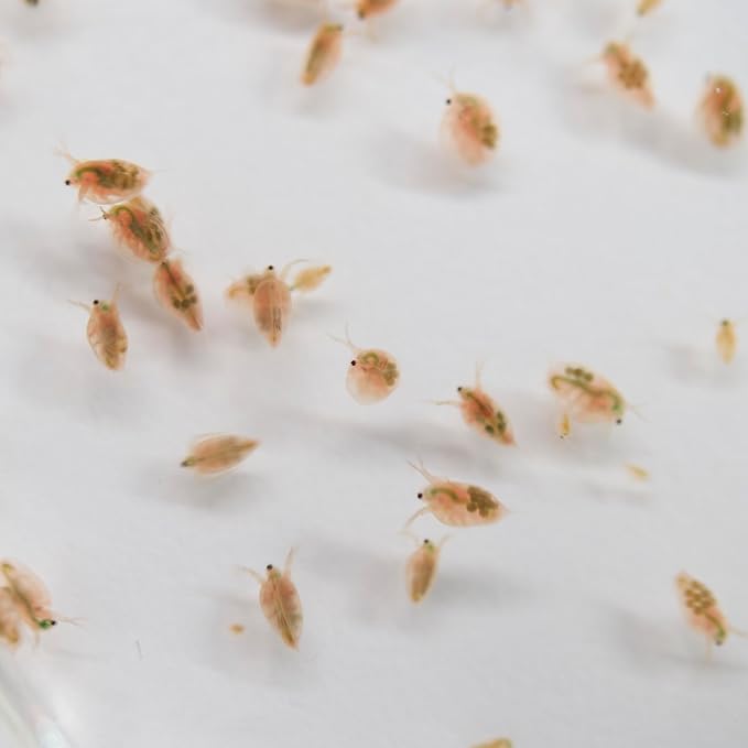 Aquatic Arts Live Daphnia Magna 200PK, Fish Food, Freshwater Crustaceans Plankton for Freshwater Aquarium, Food for Betta Fish Tank Live Freshwater Fish Food, Fish Tank Cleaner