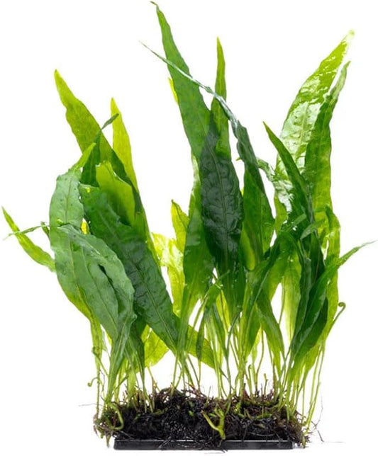 SubstrateSource Live Aquarium Plants on Driftwood, Lava Rock, Moss Mat - Freshwater Fish Tank Plants (Java Fern Narrow on Fiber Mat)