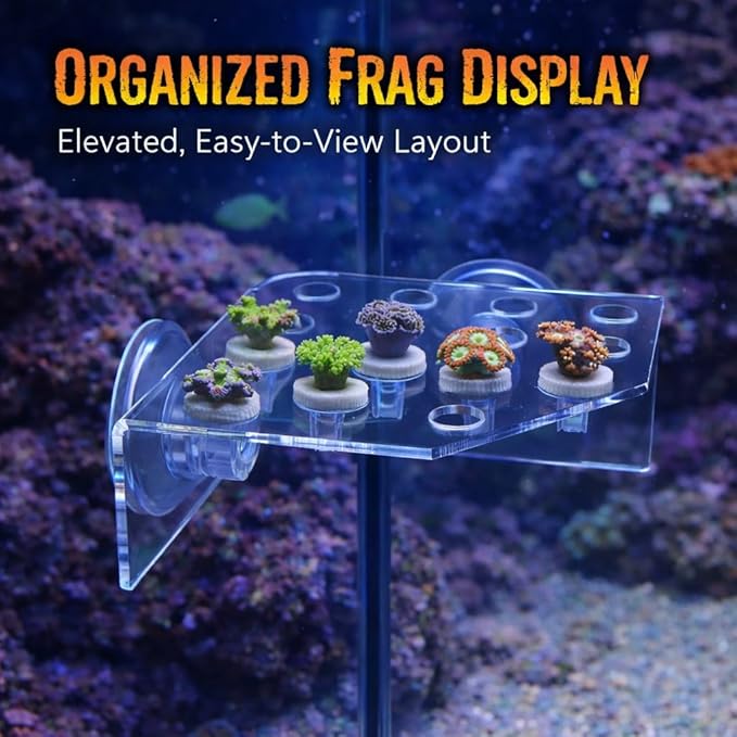 kcrygogo 13 Plug Holes Coral Frag Rack Clear Acrylic Holder Aquarium Fish Tank Button Coral Reef Broken Frame Enhanced Suction Cup (2 Pack)