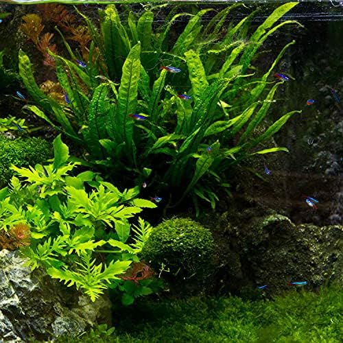 Java Fern Microsorum Pteropus Easy Low Light Live Aquarium Plant - Buy 2 Get 1