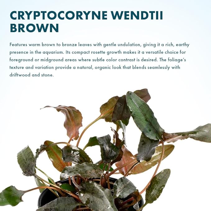 SubstrateSource Cryptocoryne Live Aquarium Plants - Freshwater Plant for Aquariums, Planted Fish Tanks - Beginner Friendly (Wendtii Brown, 1 Pot (3-5 Plants))