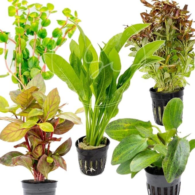 Swimming Creatures Live Aquarium Plants (4 Potted Plants)