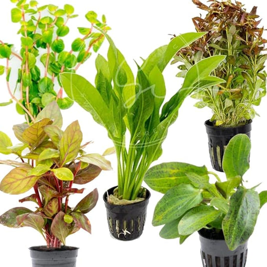 Swimming Creatures Live Aquarium Plants (4 Potted Plants)