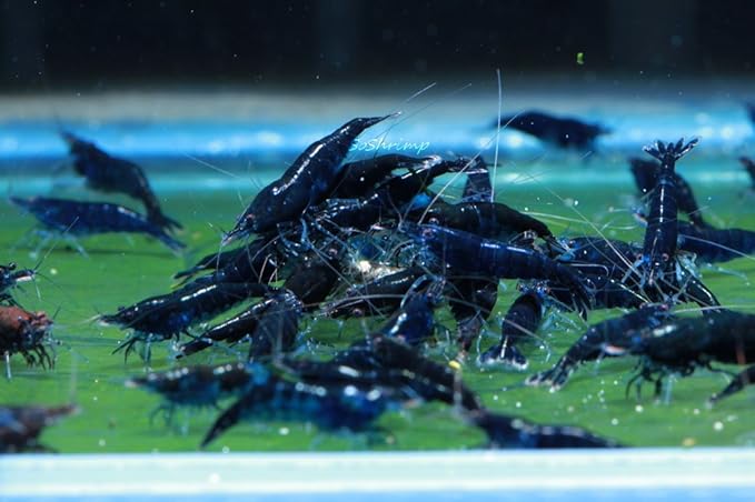 Live Freshwater Aquarium Shrimp - Neocaridina (Blue Diamond, 5 Pack)