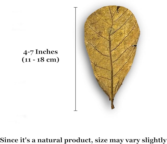 JOR Water Conditioner Leaves for Freshwater Betta & Shrimp Aquarium, Leaf Lowers Tank's pH, Helps in Successful Breeding (Catappa, Medium x 12)