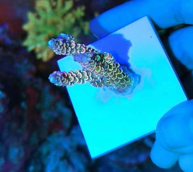 Aquarium Choice Big Size Ceramic Coralline Coral Frag Plugs Coral frag Plate Base