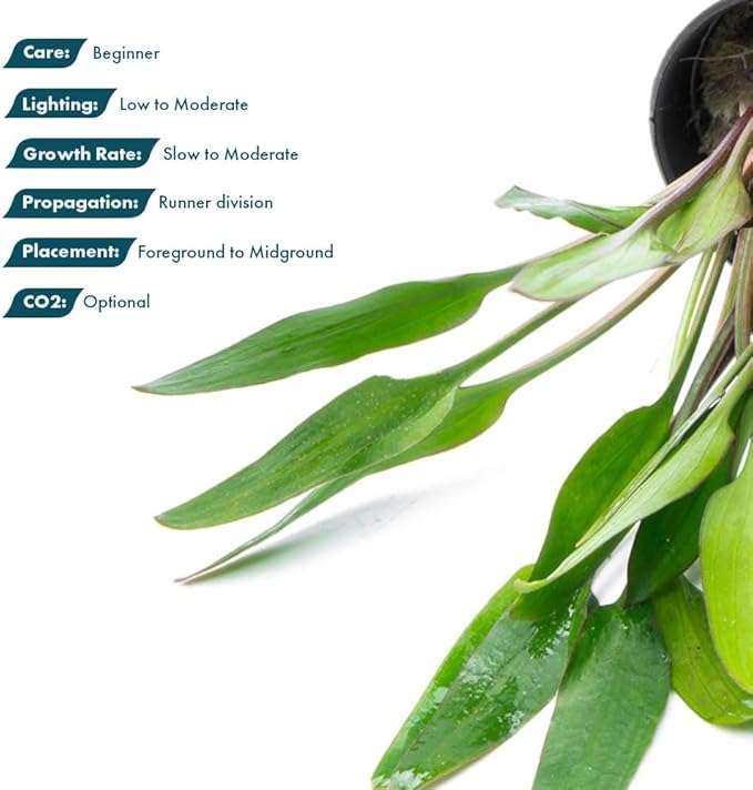 SubstrateSource Cryptocoryne Live Aquarium Plants - Freshwater Plant for Aquariums, Planted Fish Tanks - Beginner Friendly (Lutea, 3 Pots (15-20 Plants))