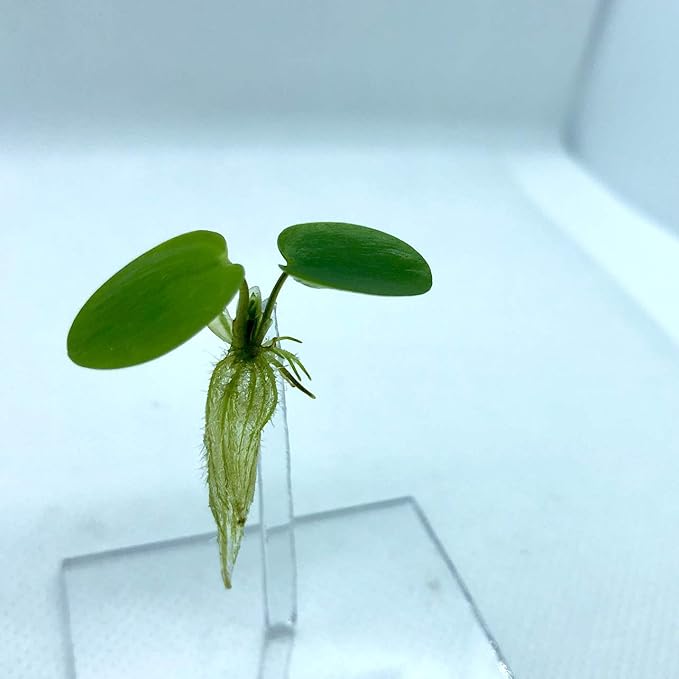 20+ Leaves Amazon Frogbit (+Free Bonus Plant +Invisible Feeding Ring) Live Floating Plant for Aquarium (Limnobium Laevigatum) by Aquarigram