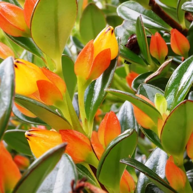 Trailing Goldfish Plants Live Houseplants | Live Columnea Nematanthus in 4-Inch Pot | Colorful Trailing Goldfish Plant for Indoors | Perfect for Tables & Home Décor | Ideal Gift for Plant Lovers