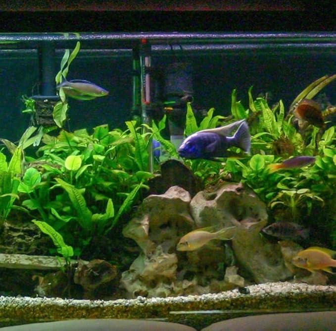 Marcus Fish Tanks Java Fern Microsorum Pteropus Easy Low Light Live Aquarium Plant - Buy 2 Get 1