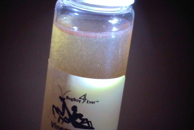 Two (2) Live Vinegar eel (Turbatrix aceti) Starter Culture Vials - Cultured in apple cider vinegar (with the "mother")