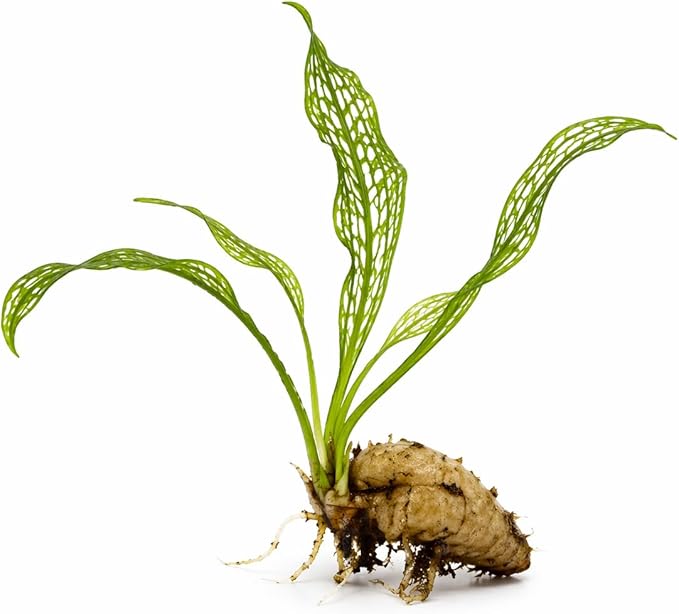 Madagascar Lace Plant Aponogeton madagascariensis, Live Aquarium Plant, Freshwater Aquatic Bulbs, Easy to Grow, Ideal for Planted Aquariums & Aquascapes Awesome Aquatic