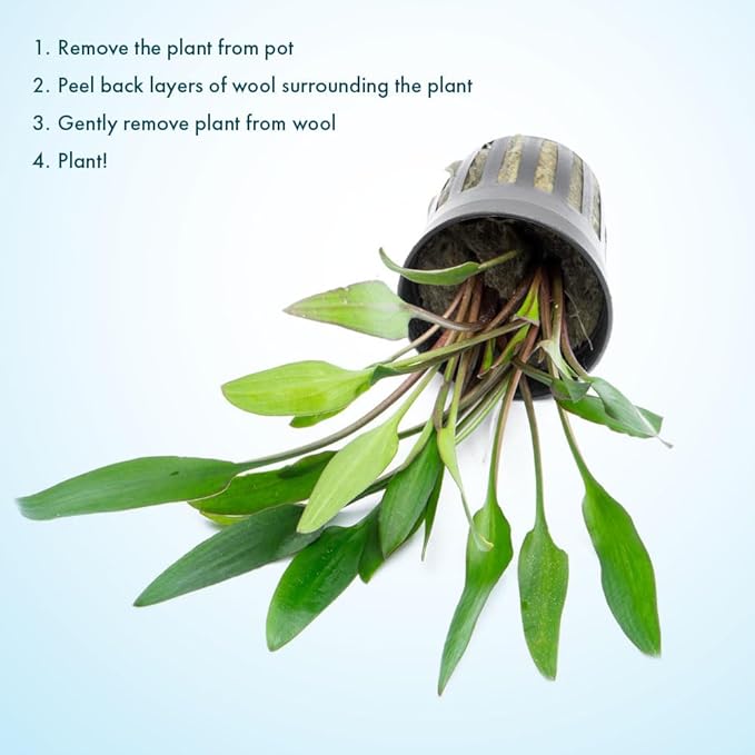 SubstrateSource Cryptocoryne Live Aquarium Plants - Freshwater Plant for Aquariums, Planted Fish Tanks - Beginner Friendly (Lutea, 1 Pot (3-5 Plants))