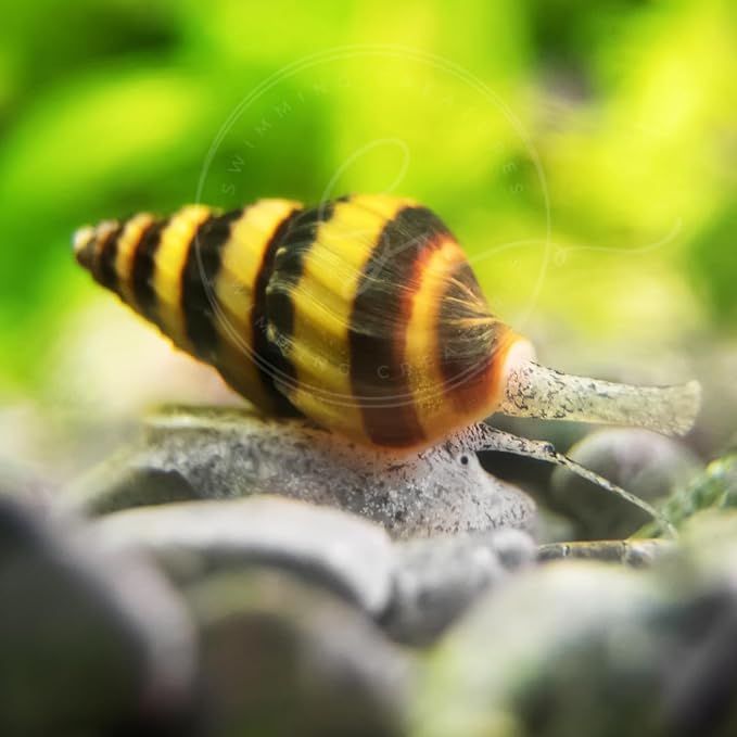 Swimming Creatures 6 Assassin Snails Live for Freshwater Aquarium(Clea Helena) 0.5" - 1"