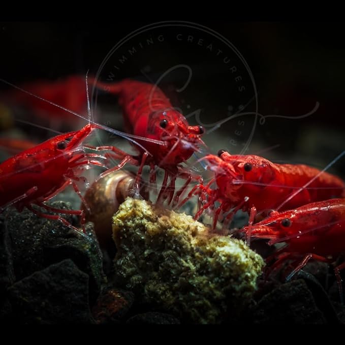 Swimming Creatures™ Freshwater Aquarium Shrimp - A Perfect Combo to Brighten Your Aquarium! (10 Premium FIRE RED)