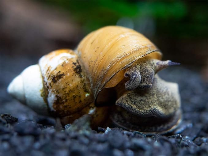 Aquatic Arts 10 Japanese Trapdoor Snails | Pond Snail/Freshwater Aquarium Clearer/Tetra Pond Clarifier/Filter | Great with Hornwort Plant