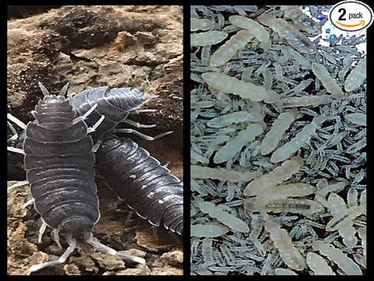 Critters Direct Powder Blue Isopods (Qty-20) & Springtails (8 oz Seeding Culture) Combo Package, for Amphibian/Reptile/Invertebrate Bioactive Habitats