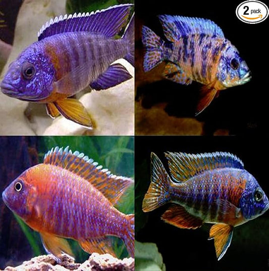 Polar Bear's Pet Shop HOT! x2 AULONOCARA Peacock Cichlid Assorted - Large 4" - 6" - Freshwater Live Fish