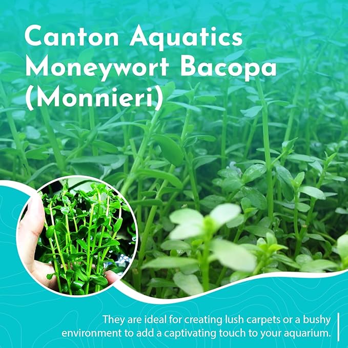 Moneywort Bacopa Monnieri Live Aquarium Plant Stem Bundle Freshwater Easy Beginner Background Plant - Low-Medium Light