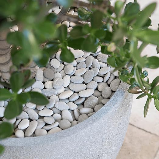 White Pebbles for Indoor Plants 3.5 LB Small River Rocks 1"-1.5" Polished Decorative Stones Smooth Aquarium Gravel for Fish Tank Vases Planters Outdoor Landscaping Garden (56oz)