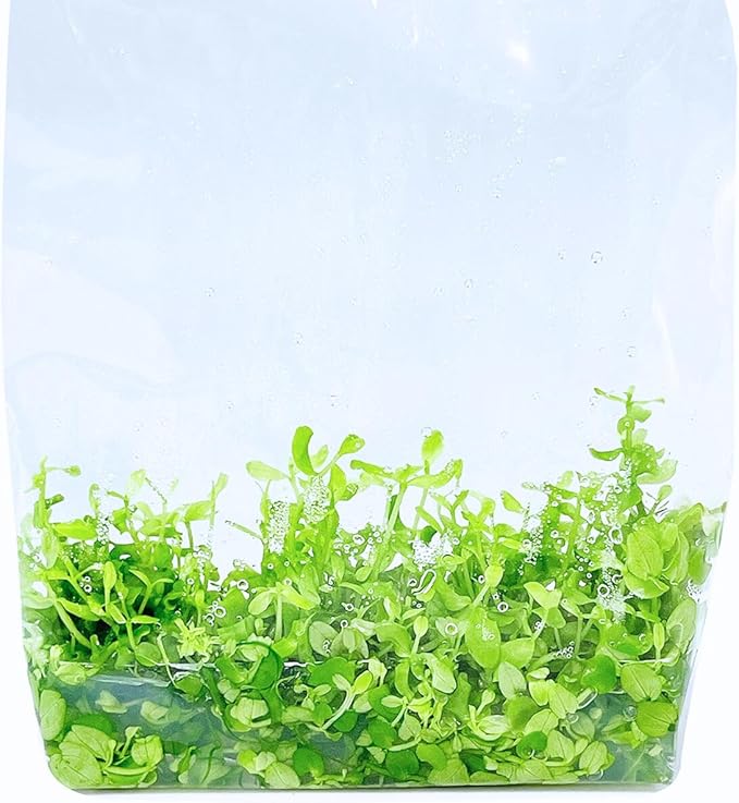 Monte Carlo Micranthemum Tissue Culture Vitro Grown Freshwater Aquarium Live Plant for Fish Tank Carpet Decoration