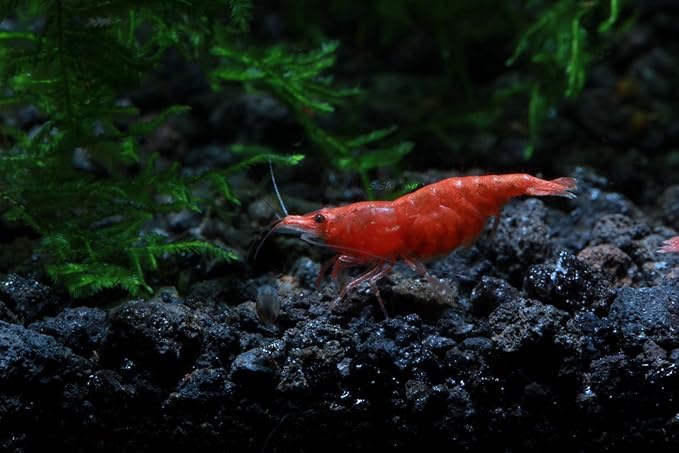 Live Freshwater Aquarium Shrimp - Neocaridina (Painted Fire Red, 5 Pack)