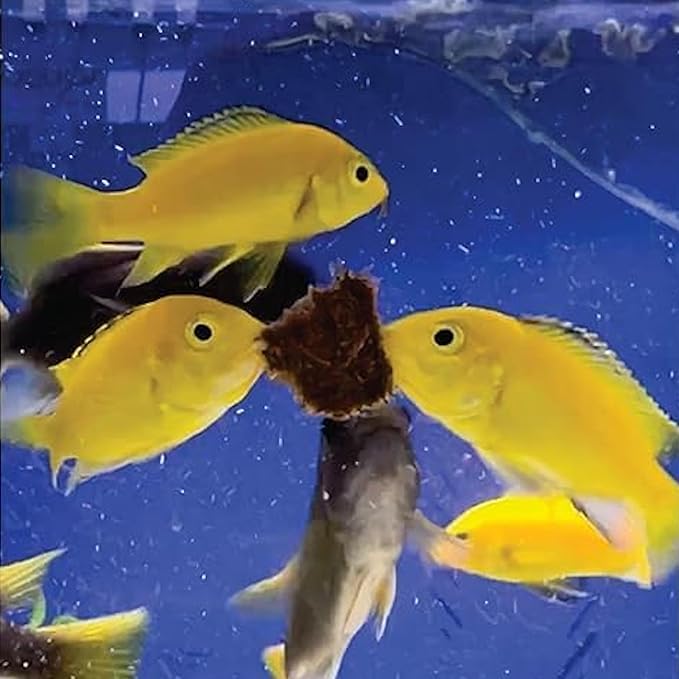 Super Cichlids Freeze Dried Blackworms - Power Boost Mix (Spirulina, Color Boost, Natural) - Great for Marine & Tropical Tanks - High Protein, No Preservatives - Live Alternative Food (75 Grams)