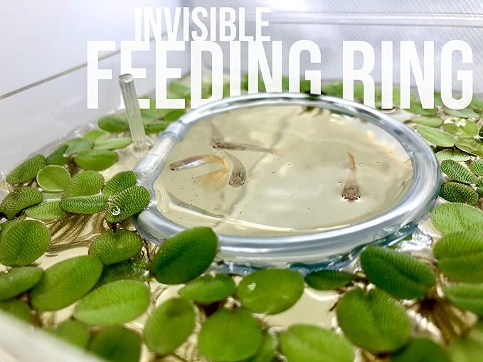 20+ Leaves Amazon Frogbit (+Free Bonus Plant +Invisible Feeding Ring) Live Floating Plant for Aquarium (Limnobium Laevigatum) by Aquarigram