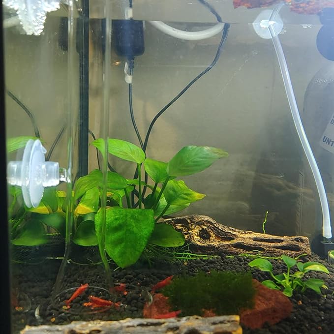300MM Aquarium Shrimp & Fish Feeder Tube with Glass Bowl & Suction Cups for Aquarium Shrimp & Fish