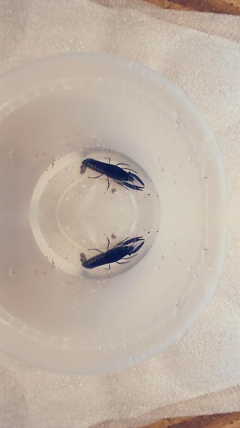 1 Live Electric Blue Lobster Crayfish for Freshwater Aquariums Size 1 in.-4 in. Can not be Shipped to California,Alaska, Hawaii or Wisconsin Due to regulatory restrictions