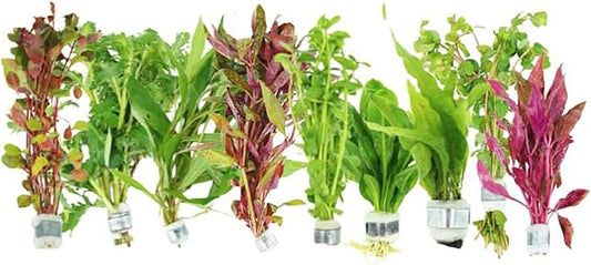 Live Aquarium Plants Bundle – 6 Freshwater Plants for Fish Tanks, Easy Beginner Low Light Aquatic Plant Pack, Mixed Variety