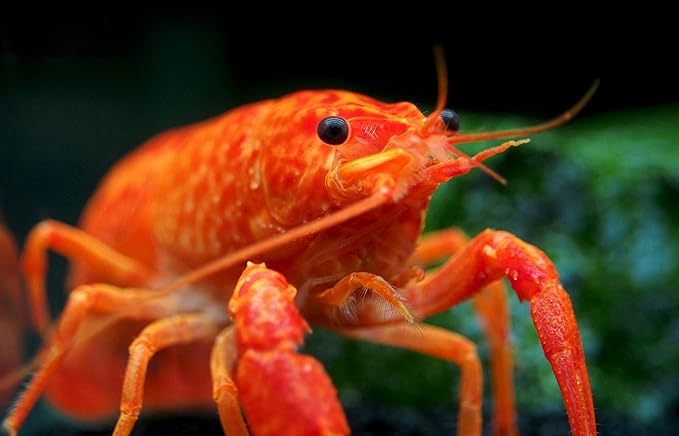 Aquatic Arts Neon Red Crayfish (Male / Female Pair) | Live Freshwater Aquarium Lobster / Crawfish / Crawdad / Real Living Fish Tank Pet