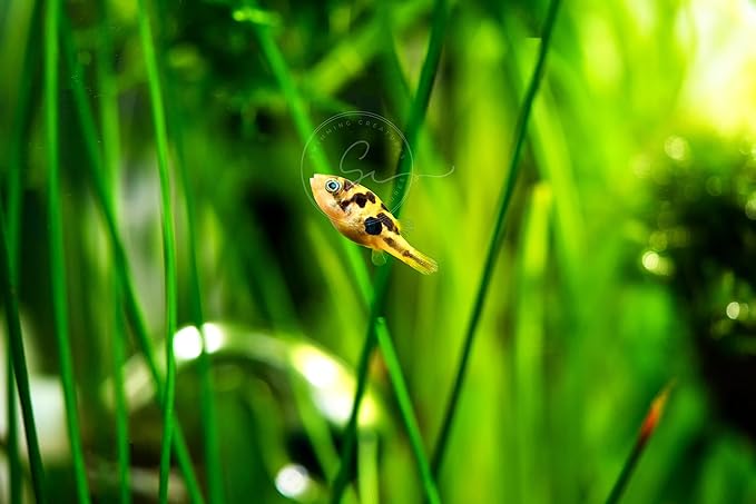 Swimming Creatures 3 Dwarf Pea Puffer Jenvnies 0.5" & up (Carinotetraodon Travancoricus) Freshwater Aquarium Fish Live Arrival Guarantee.