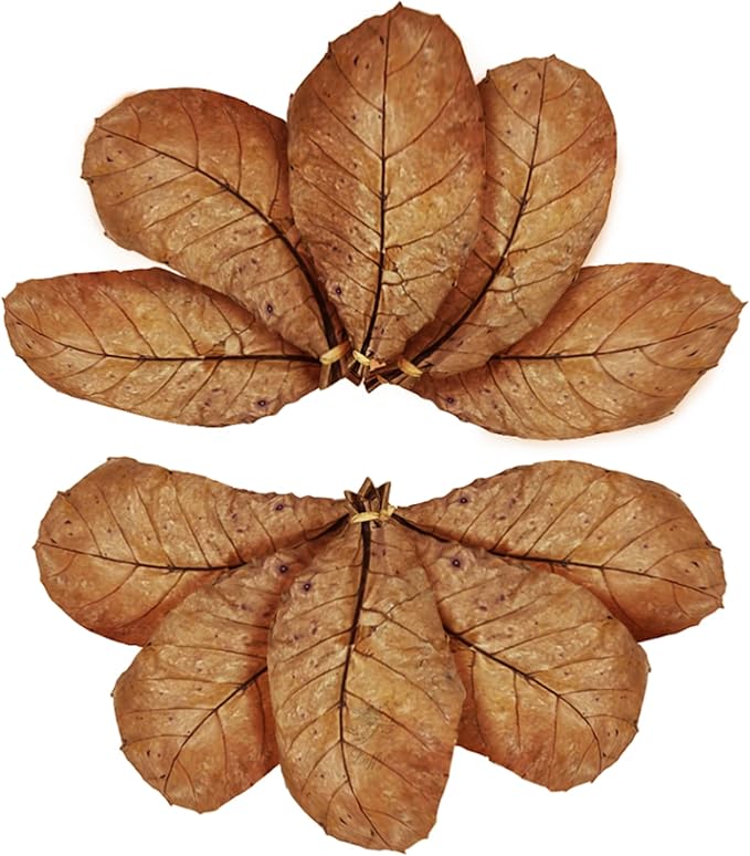 SunGrow Catappa Indian Almond Leaves, 7-8 Inches,10 Catappa Leaves for Betta Fish, Aquarium Water Conditioner, Tank Decoration, Freshwater Tank Accessories, Betta Fish Care, Aquatic Leaf Litter