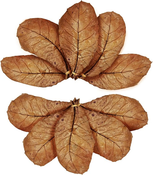 SunGrow Catappa Indian Almond Leaves, 7-8 Inches,10 Catappa Leaves for Betta Fish, Aquarium Water Conditioner, Tank Decoration, Freshwater Tank Accessories, Betta Fish Care, Aquatic Leaf Litter