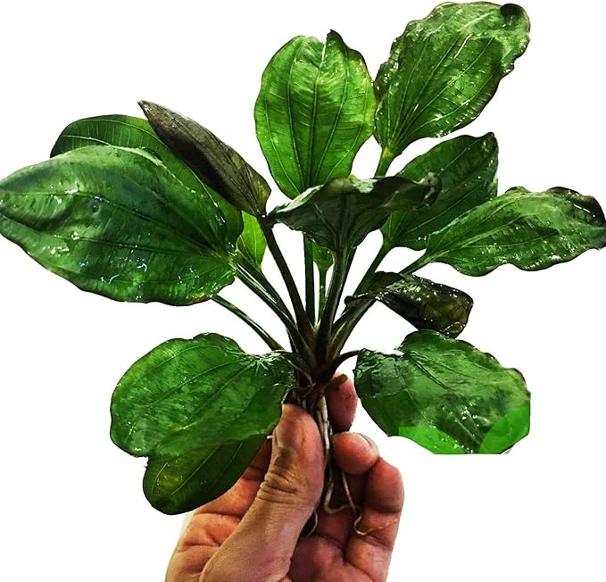 Echinodorus Hadi Red Pearl Potted Tropical Live Aquarium Plants Decorations for Fish Tank BUY2GET1FREE Healthy Enviroment Low Maintenance