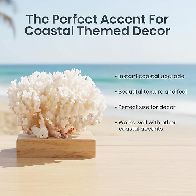 White Sea Coral | 4-5" Lace Coral Pocillopora Damicornis | Plus Free Nautical eBook by Joseph Rains