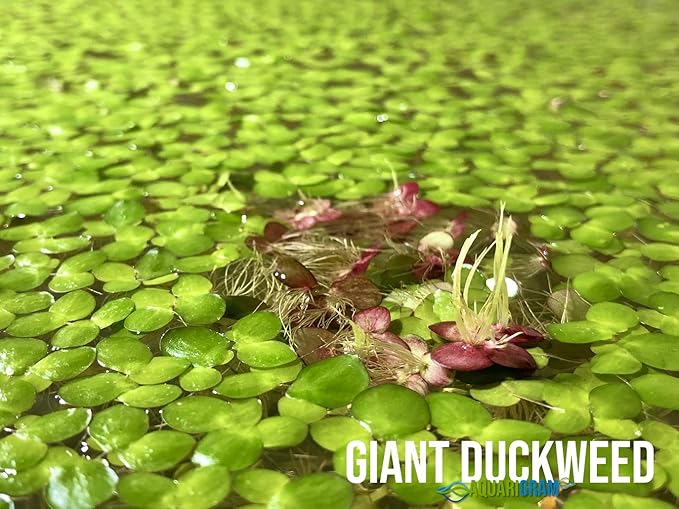 Aquarigram Rare Floating Plant Combo (Velvet Water Spangles, Riccia Water Spangles, Giant Duckweed) + Invisible Feeding Ring