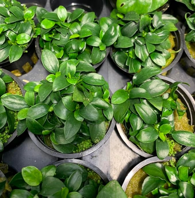 Marcus Fish Tanks Anubias Nana Petite Live Aquarium Plants Potted Freshwater Auatic Plant