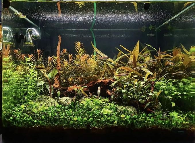 | The Aquarium Plants Package Decoration Micro Sword Anubias Amazon Sword Java Fern Moss Crypt Value Pack