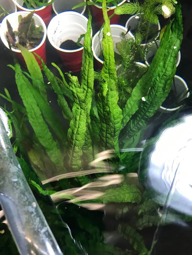 Java Fern and Anubias Aquarium Plant Bundle - Live Freshwater Plants for Aquascaping, Low Maintenance, Easy Beginner Friendly Decor for Fish Tank