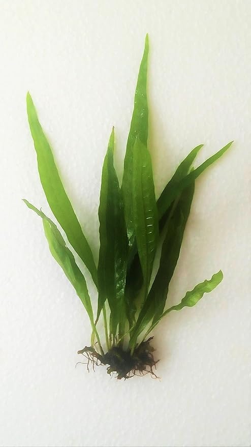 Java Fern Microsorum Pteropus Easy Low Light Live Aquarium Plant - Buy 2 Get 1