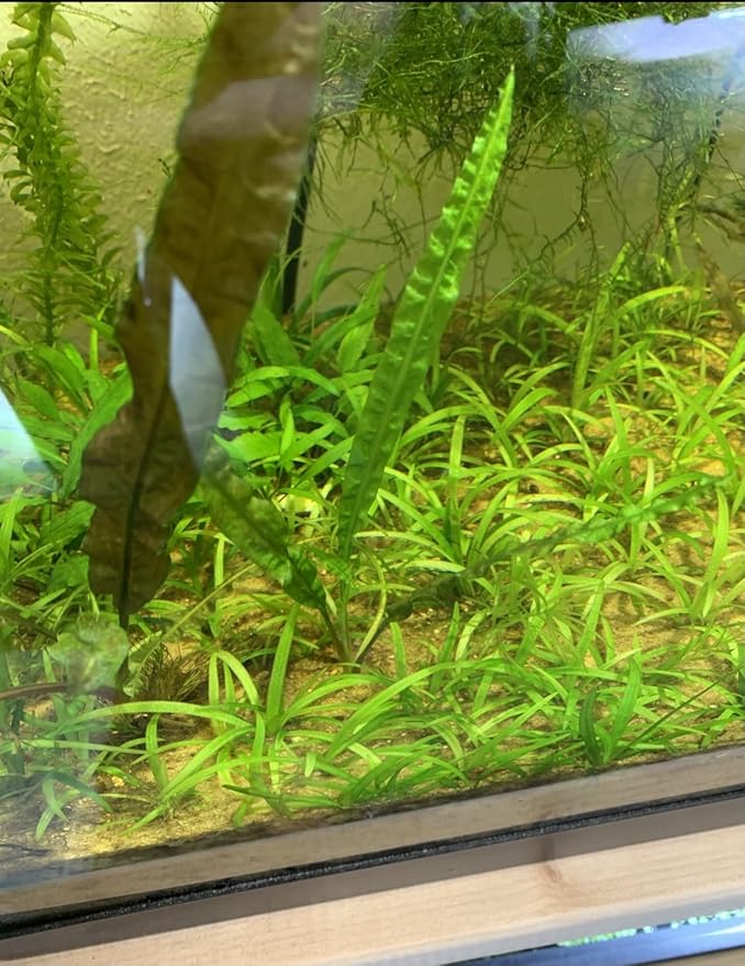 15x Dwarf Sagittaria Subulata Dwarf Sag Live Aquarium Plants Aquatic Carpet Plant Buy 2 GET 1FREE