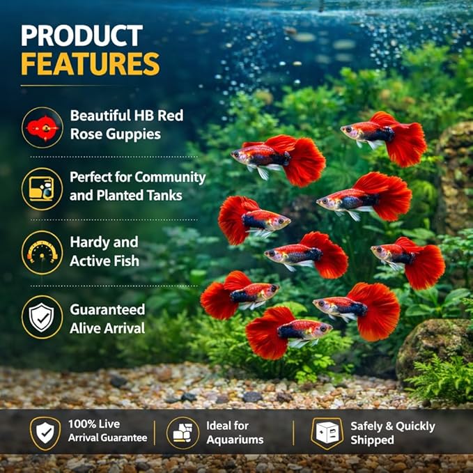 5+ HB Red Rose Halfmoon Guppy Live Aquarium Fish Tropical Freshwater Guppies for Community and Planted Tanks Active Ornamental Live Fish with Live Arrival Guarantee (5+)