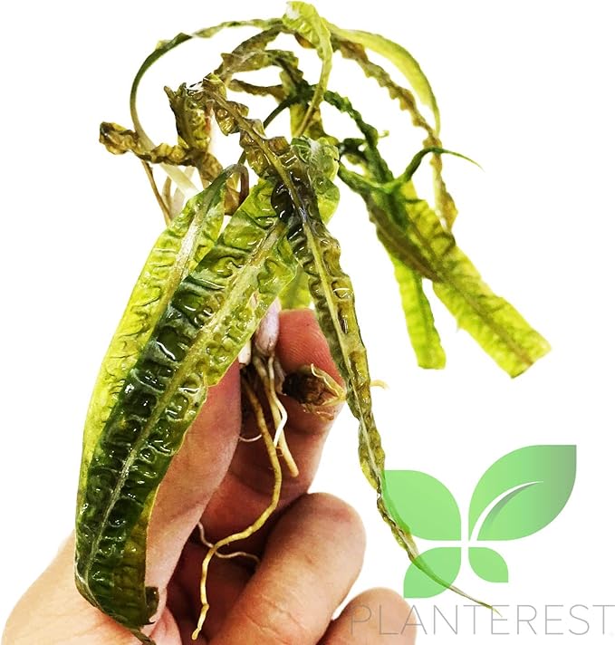 Cryptocoryne Balansae Long Leaves Rooted Live Aqiarium Plants Rhizome BUY2GET1FREE