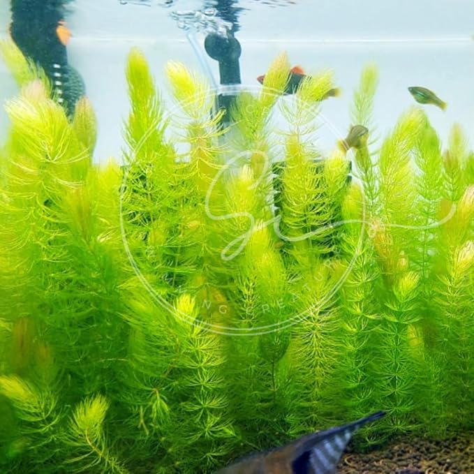 Swimming Creatures™ Live Aquarium Plants (2 Large Bunch Hornwort)