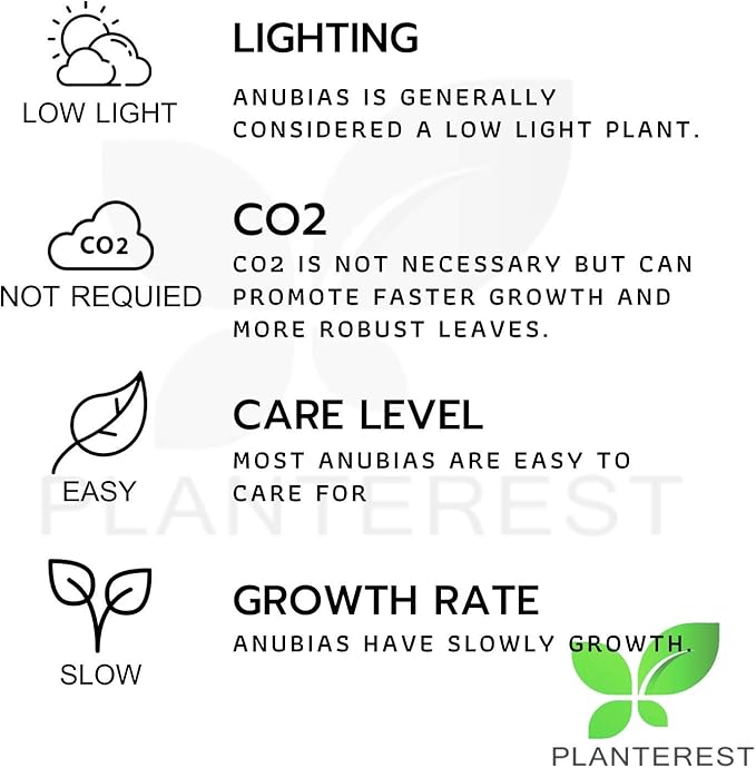Anubias Barteri Variegated Tissue Culture Cup Freshwater Live Aquarium Plants Decoration BUY2GET1FREE