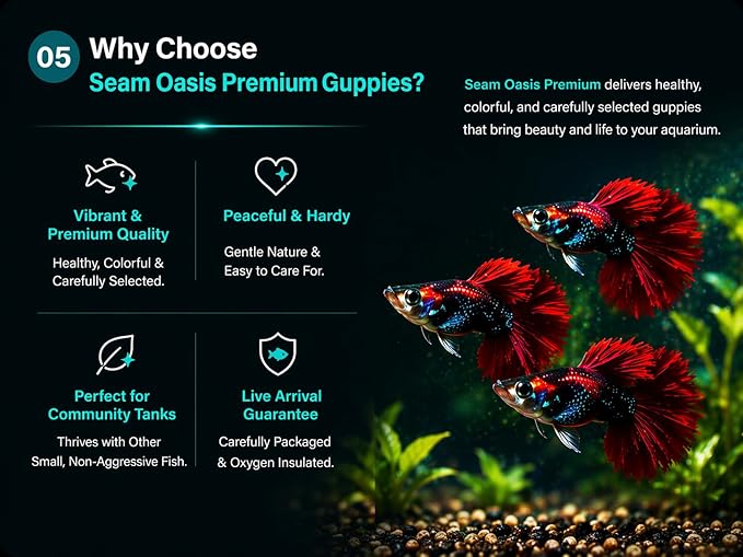 9+ HB Red Rose Halfmoon Guppy Live Aquarium Fish Tropical Freshwater Guppies for Community and Planted Tanks Active Ornamental Live Fish with Live Arrival Guarantee