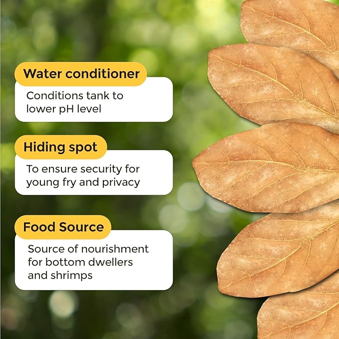 JOR Water Conditioner Leaves for Freshwater Betta & Shrimp Aquarium, Leaf Lowers Tank's pH, Helps in Successful Breeding (Catappa, Medium x 12)