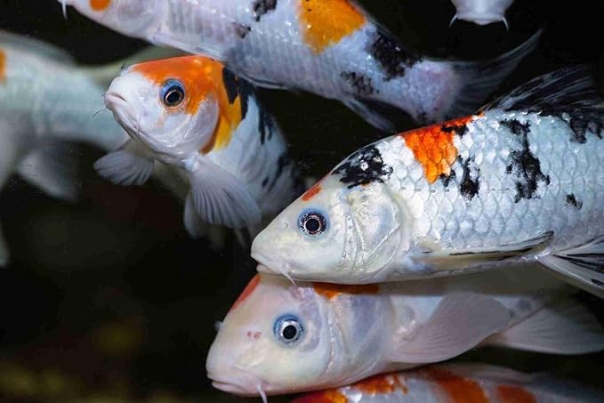 Koi 7/16" x 5/32" 28% Protein Floating Sticks for Koi, Goldfish, All Pond Fish, All Aquatic Turtles...WL 1-lb Med Jar